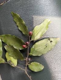 Image of Diospyros abyssinica