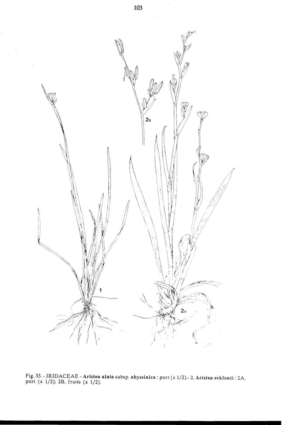 Aristea ecklonii image