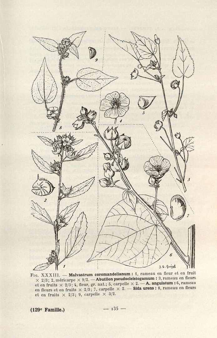 Malvaceae image