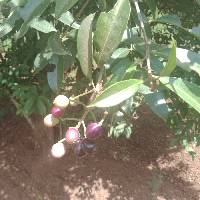 Image of Syzygium jambolanum