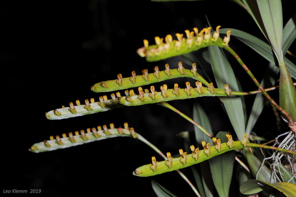 Bulbophyllum falcatum image