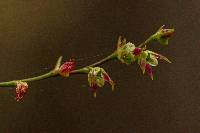 Image of Bulbophyllum intertextum