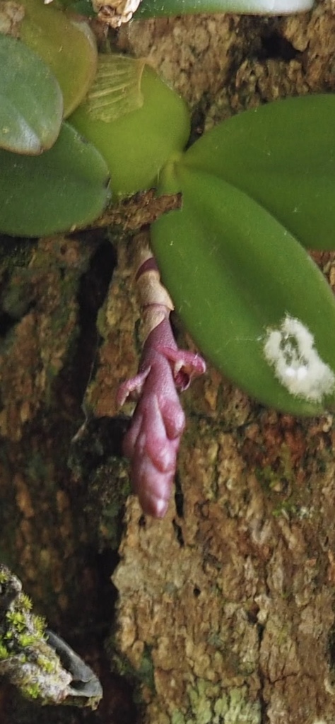 Bulbophyllum oreonastes image