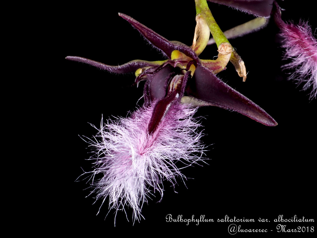 Bulbophyllum saltatorium image
