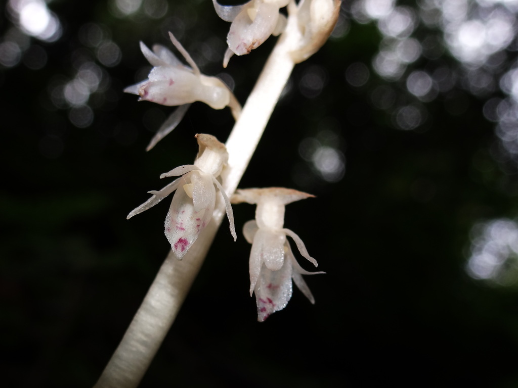 Epipogium roseum image