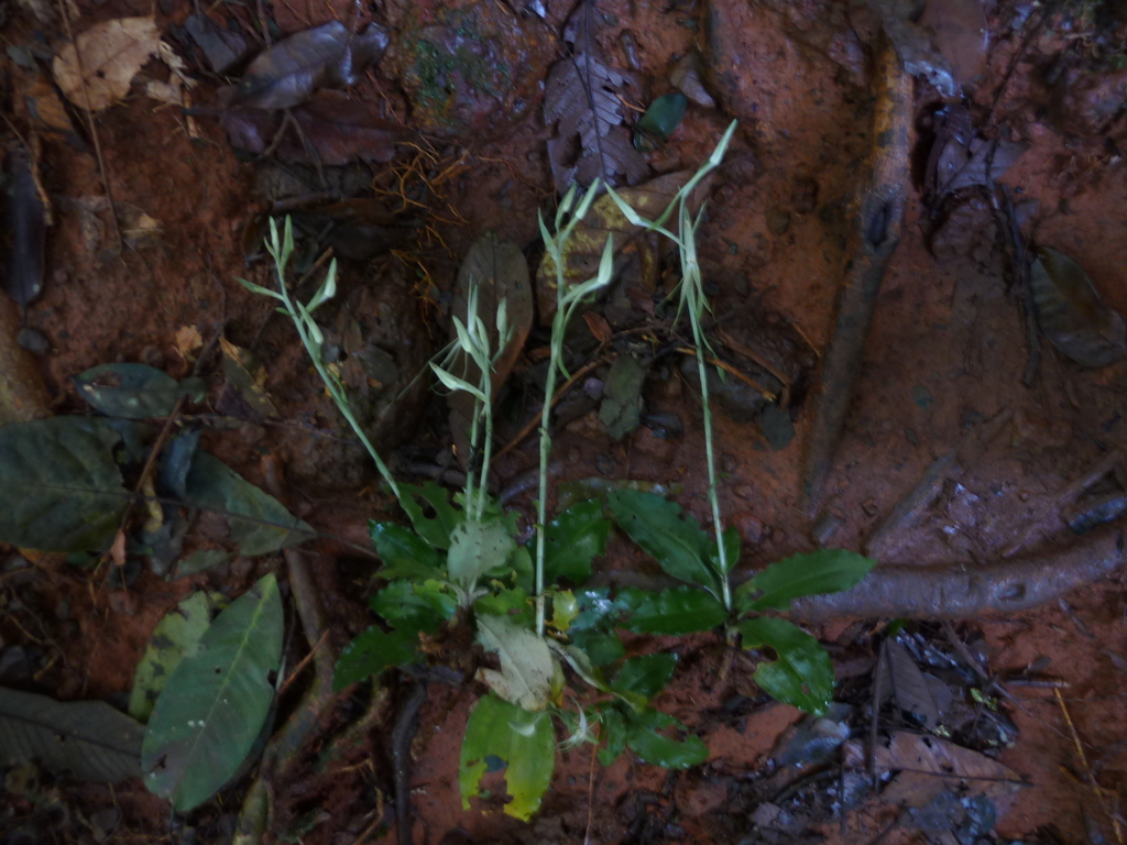 Habenaria ichneumonea image