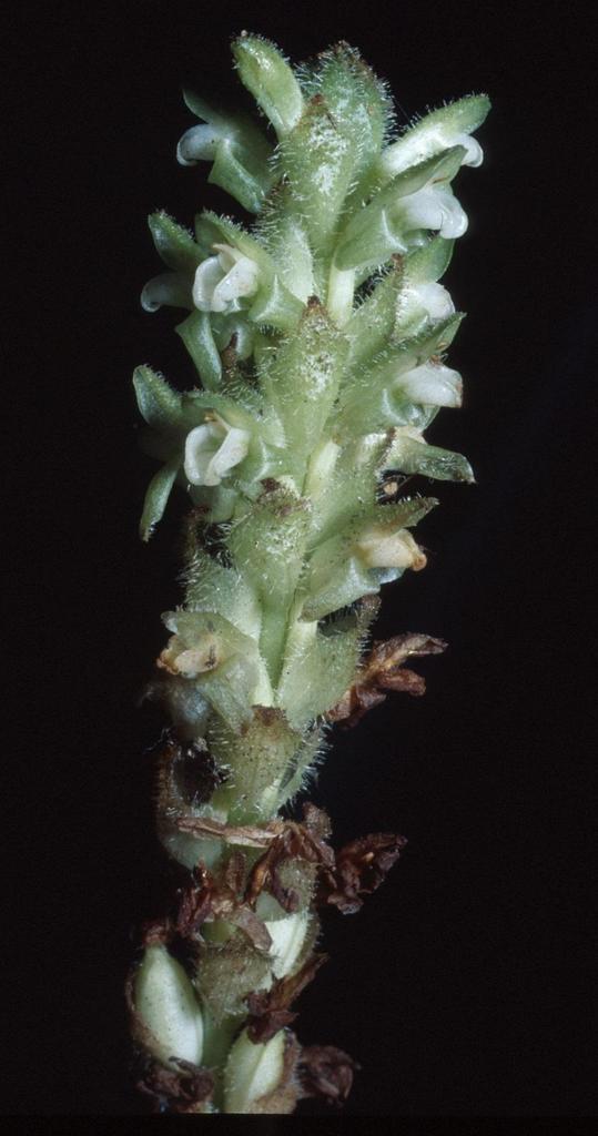 Platylepis glandulosa image