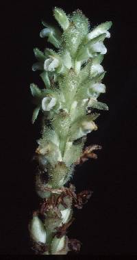 Image of Platylepis glandulosa