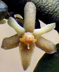 Image of Tridactyle anthomaniaca