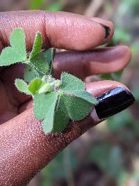 Image of Oxalis dillenii