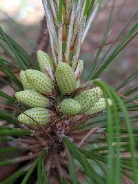 Image of Pinus taeda