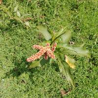 Image of Persicaria lapathifolia