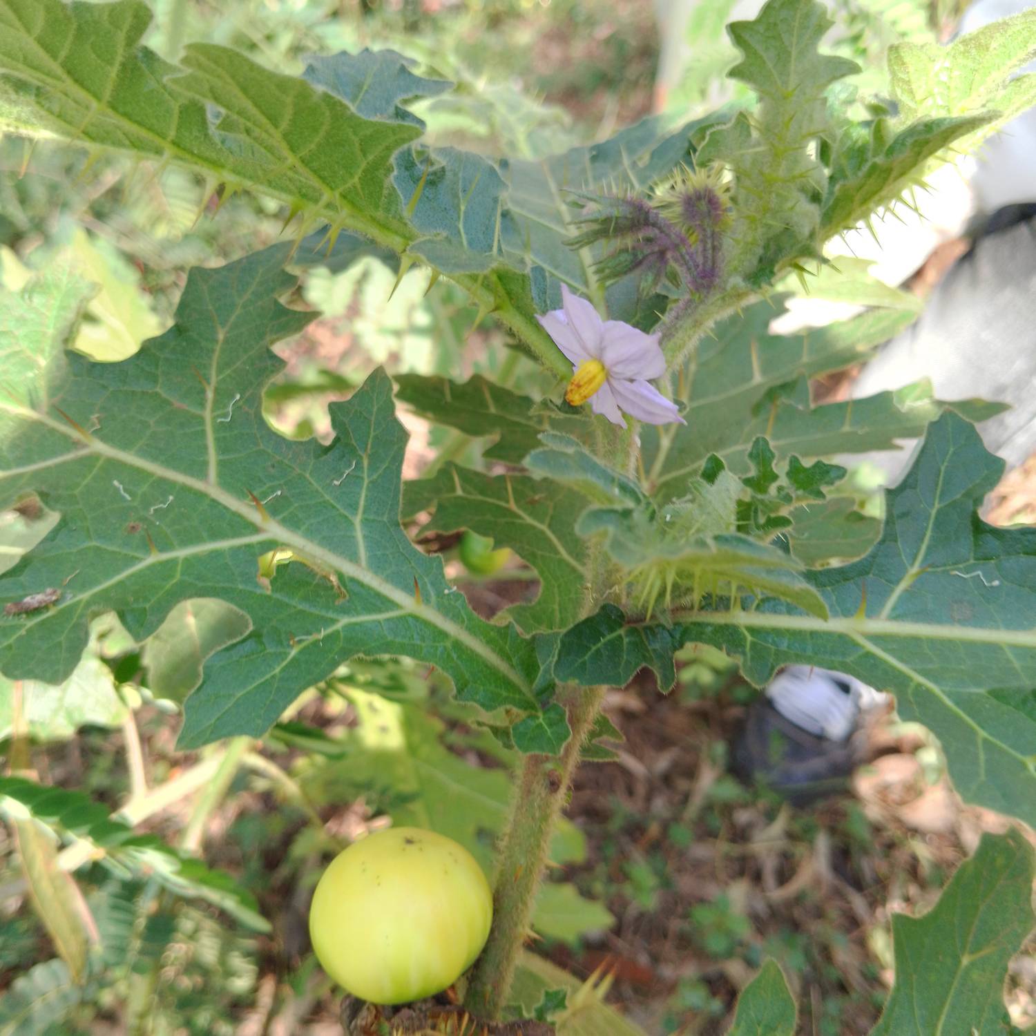 Solanum linnaeanum image