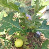 Image of Solanum linnaeanum