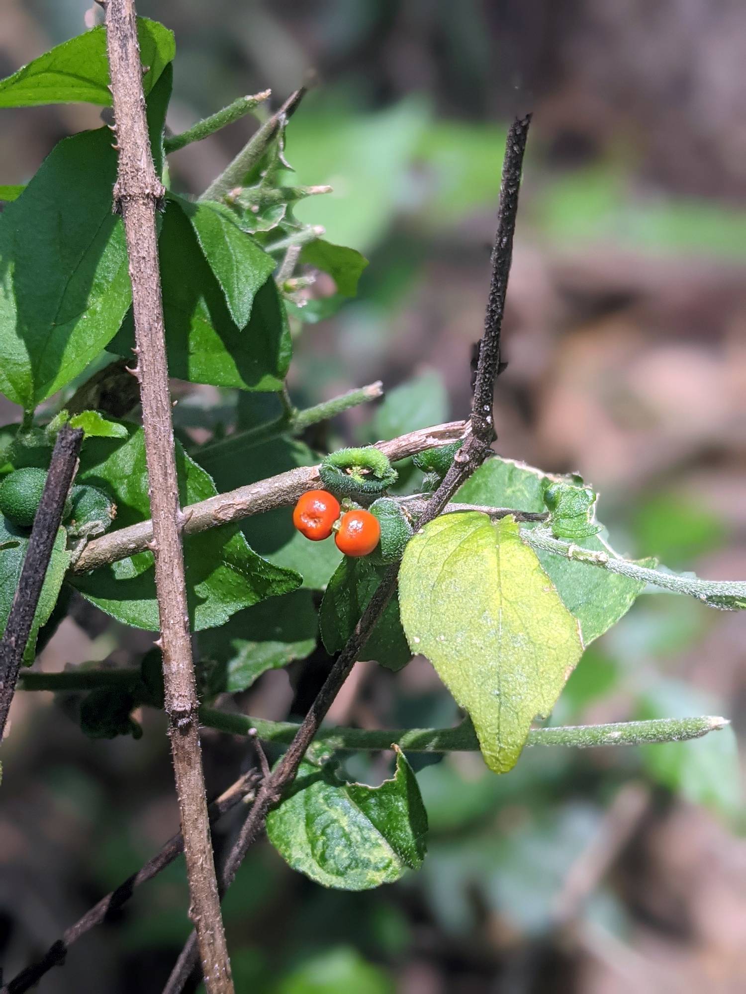 Solanum alatum image