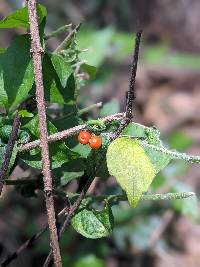 Image of Solanum alatum