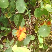 Image of Tropaeolum majus