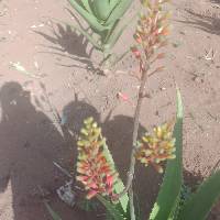 Image of Aloe arborescens